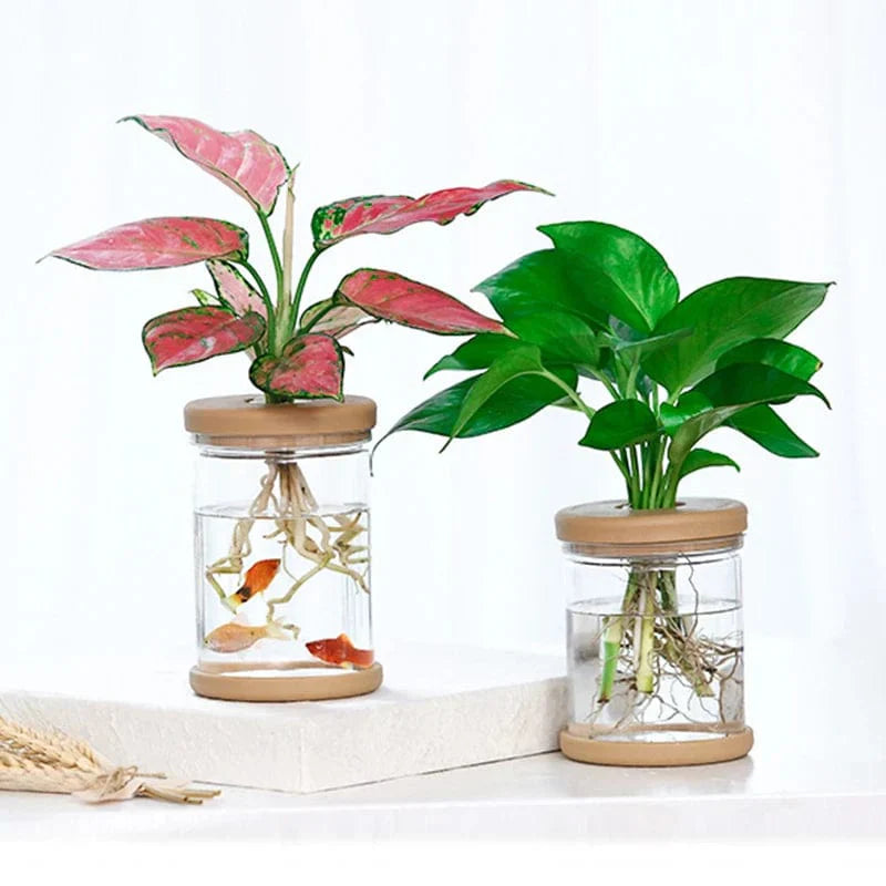 Mini Pot Hydroponique Transparent Innovant